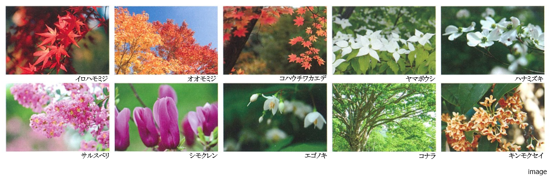 植栽｜ザ・パークハウス国分寺四季の森